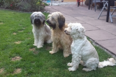 Wir können auch brav