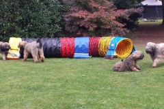 Welpentreff-B-2020-2