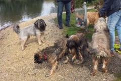Welpentreff-B-2020-3
