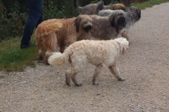 Welpentreff-B-2020-4