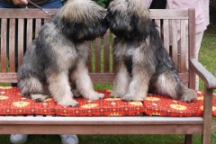 Welpentreff-B-2020-Brunetti-Winnie