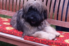 Welpentreff-B-2020-Brunetti