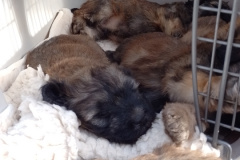 IMG_20250321_153841_MP