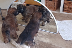 IMG_20250322_103952_MP