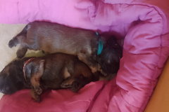 IMG_20250226_101735_MP